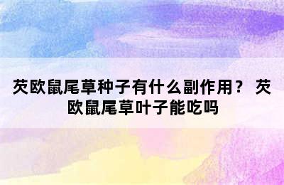 芡欧鼠尾草种子有什么副作用？ 芡欧鼠尾草叶子能吃吗